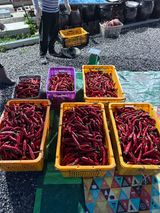 팜모닝 고추·영농일지 게시글 이미지