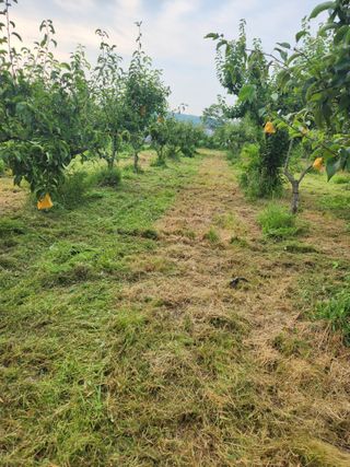 박진한님의 배 · 영농일지 작성글 사진