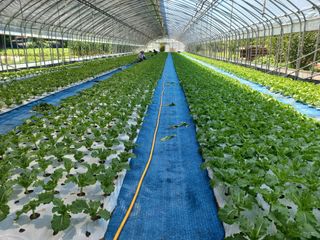 농민님의 기타작물 · 영농일지 작성글 사진