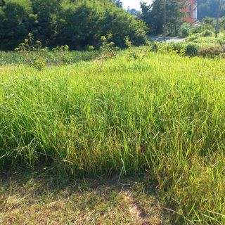 김건우님의 감 · 영농일지 작성글 사진