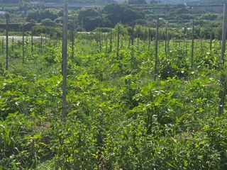 박종민님의 기타작물 · 영농일지 작성글 사진