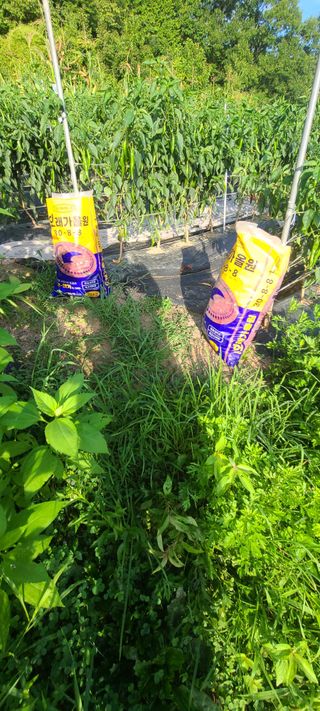 조희경님의 고추 · 영농일지 작성글 사진