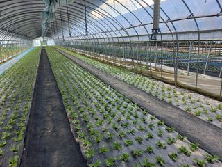 농민님의 기타작물 · 영농일지 작성글 사진