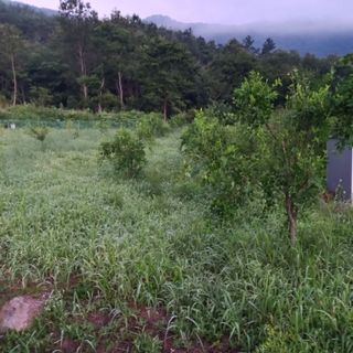 김건우님의 감 · 영농일지 작성글 사진