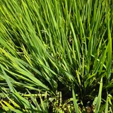 팜모닝 기타작물·영농일지 게시글 이미지