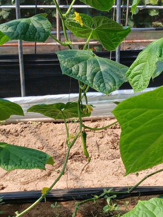 신아정님의 오이 · 영농일지 작성글 사진