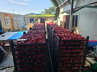 박수열님의 고추 · 영농일지 작성글 사진