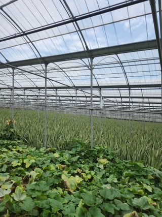 제주온님의 기타작물 · 영농일지 작성글 사진