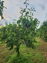 팜모닝 배·영농일지 게시글 이미지