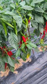 팜모닝 고추·영농일지 게시글 이미지