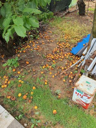 차상철님의 기타작물 · 영농일지 작성글 사진