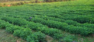 김동제님의 기타작물 · 영농일지 작성글 사진