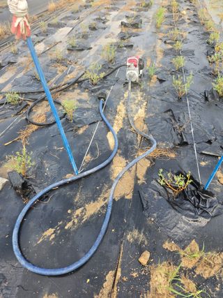 두릅나무15847님의 기타작물 · 영농일지 작성글 사진