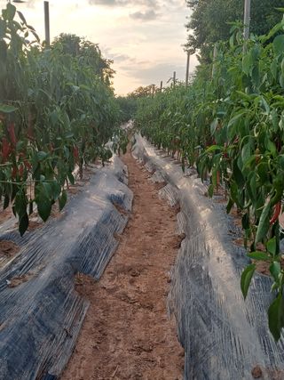 홍순오님의 고추 · 영농일지 작성글 사진