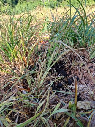 김형수님의 기타작물 · 영농일지 작성글 사진