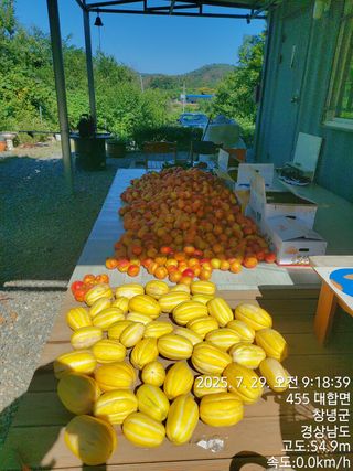 초보농부님의 기타작물 · 영농일지 작성글 사진