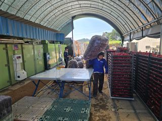 박수열님의 고추 · 영농일지 작성글 사진