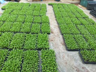 농민님의 기타작물 · 영농일지 작성글 사진