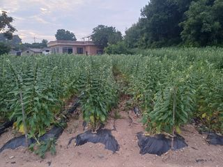 홍순오님의 참깨 · 영농일지 작성글 사진