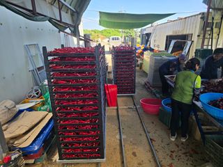 박수열님의 고추 · 영농일지 작성글 사진