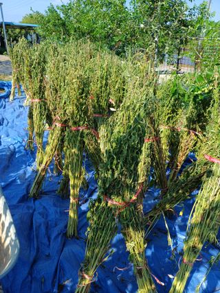 12345우각장당리님의 기타작물 · 영농일지 작성글 사진