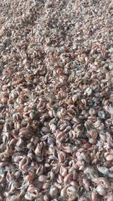 팜모닝 파·영농일지 게시글 이미지