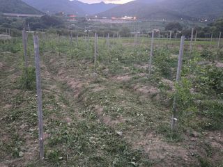 박종민님의 기타작물 · 영농일지 작성글 사진