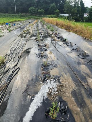 두릅나무15847님의 기타작물 · 영농일지 작성글 사진
