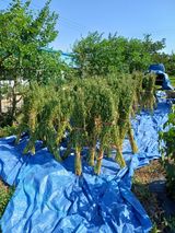 팜모닝 기타작물·영농일지 게시글 이미지