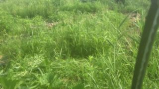 하은농장 님의 호박 · 영농일지 작성글 사진