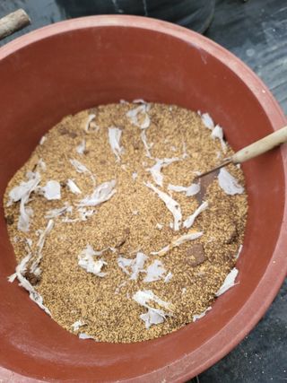 박치문님의 블루베리 · 영농일지 작성글 사진