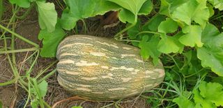 Kns4324님의 기타작물 · 영농일지 작성글 사진