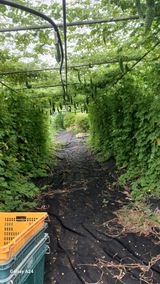 팜모닝 기타작물·영농일지 게시글 이미지