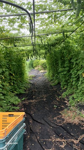 이종선님의 기타작물 · 영농일지 작성글 사진