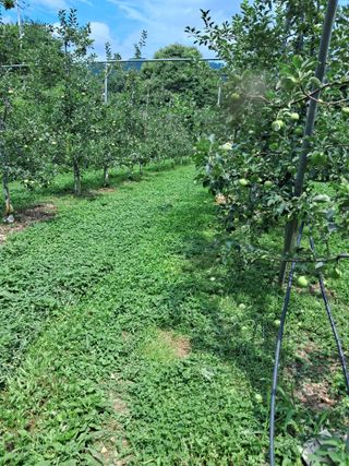 양배추20804님의 사과 · 영농일지 작성글 사진