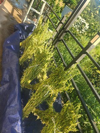 김영숙님의 고추 · 영농일지 작성글 사진