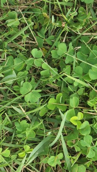 촌사리님의 기타작물 · 영농일지 작성글 사진