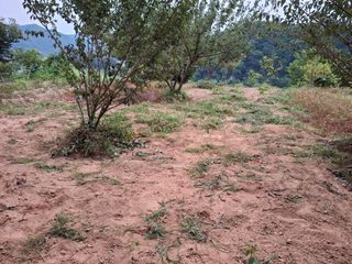 형남영님의 감자 · 영농일지 작성글 사진