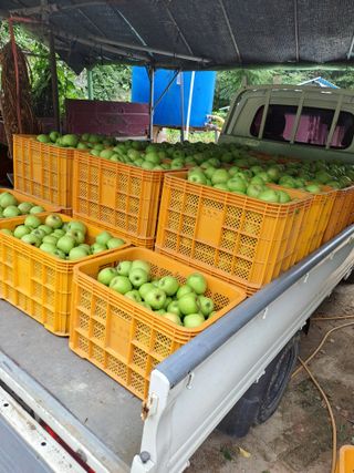 능금아저씨님의 사과 · 영농일지 작성글 사진