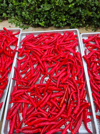 김연숙님의 기타작물 · 영농일지 작성글 사진