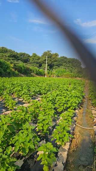 택아님의 기타작물 · 영농일지 작성글 사진