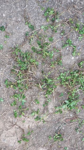 촌사리님의 기타작물 · 영농일지 작성글 사진