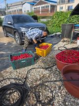 팜모닝 고추·영농일지 게시글 이미지