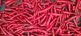 정진해님의 고추 · 영농일지 작성글 사진