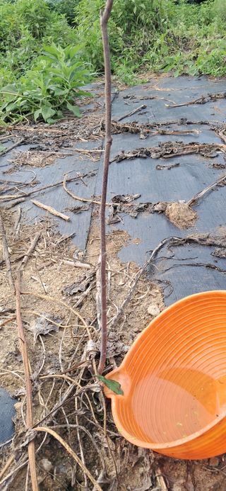 김제선:양평읍회현리님의 기타작물 · 영농일지 작성글 사진