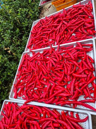 김연숙님의 기타작물 · 영농일지 작성글 사진