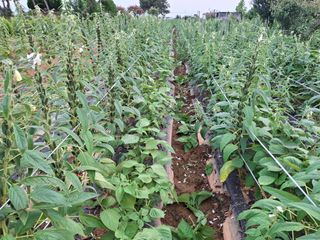 체리123님의 참깨 · 영농일지 작성글 사진