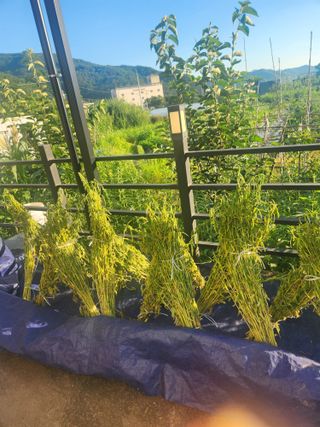 김영숙님의 고추 · 영농일지 작성글 사진