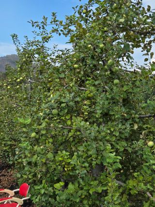 민원기님의 포도 · 영농일지 작성글 사진