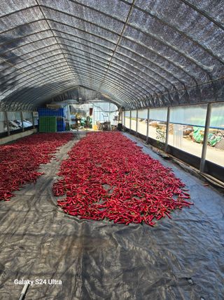 gigibae111님의 고추 · 영농일지 작성글 사진